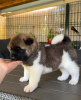 Photo №2 to announcement № 80272 for the sale of american akita - buy in Portugal private announcement