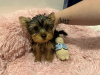 Photo №2 to announcement № 123494 for the sale of yorkshire terrier - buy in United Kingdom private announcement