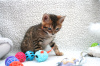 Photo №2 to announcement № 124737 for the sale of bengal cat - buy in Germany breeder