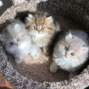 Photo №1. persian cat - for sale in the city of Helsinki | 370$ | Announcement № 113007