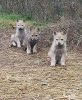 Photo №1. czechoslovakian wolfdog - for sale in the city of Shumen | 1374$ | Announcement № 42020