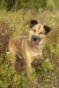 Photo №3. A special boy, Mukhtar, is looking for a home!. Russian Federation