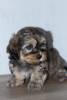 Additional photos: Havanese bichon puppies