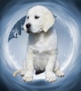 Photo №2 to announcement № 7028 for the sale of golden retriever - buy in Russian Federation private announcement