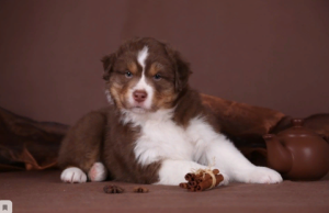 Photo №1. australian shepherd - for sale in the city of Kirov | 30000$ | Announcement № 4230