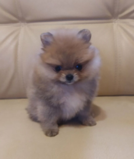 Additional photos: Pomeranian Spitz mini bear girl beauty, spring discount!