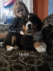 Additional photos: Bernese Mountain Dog