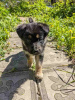 Additional photos: Strong, outgoing and friendly puppy Nastasya is looking for a home.