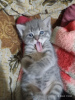 Photo №4. I will sell scottish fold in the city of Чирчик. private announcement - price - 800000$