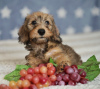 Additional photos: Wirehaired dachshund rabbit puppies, boys, 3 months