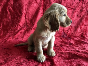 Photo №1. american cocker spaniel - for sale in the city of Gdańsk | 166$ | Announcement № 355