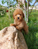 Additional photos: Toy poodle puppies boys and girls with pedigree