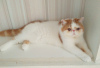 Photo №1. exotic shorthair - for sale in the city of Minsk | 1057$ | Announcement № 62411