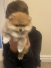 Photo №1. pomeranian - for sale in the city of Headford | Is free | Announcement № 125464