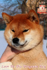 Additional photos: Shiba-inu female whith FCI documents