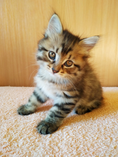 Photo №3. Kittens Kuril Bobtail. Russian Federation