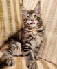 Photo №2 to announcement № 104307 for the sale of maine coon - buy in United States private announcement