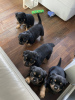 Photo №1. rottweiler - for sale in the city of Saariselkä | 338$ | Announcement № 123493