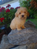 Photo №4. I will sell maltipu in the city of Vilovo. breeder - price - 264$