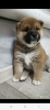 Photo №1. shiba inu - for sale in the city of Кумертау | 456$ | Announcement № 39297