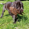 Photo №1. german wirehaired pointer - for sale in the city of Tyumen | 408$ | Announcement № 10646