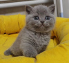 Photo №1. british shorthair - for sale in the city of Fresno | 250$ | Announcement № 89603