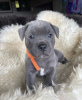 Photo №4. I will sell staffordshire bull terrier in the city of Севилья. private announcement - price - Is free