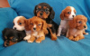 Photo №3. Cavalier King Charles Spaniel. United Kingdom