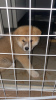 Photo №2 to announcement № 114280 for the sale of akita - buy in Serbia 