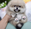 Photo №2 to announcement № 99741 for the sale of pomeranian - buy in Germany breeder