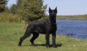 Photo №1. Mating service - breed: giant schnauzer. Price - 200$