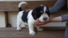 Additional photos: Puppy Polish Lowland Sheepdog Puppy - Polish Lowland Sheepdog FCI