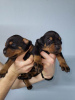 Photo №2 to announcement № 92701 for the sale of dobermann - buy in Serbia 