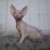 Photo №2 to announcement № 65633 for the sale of sphynx cat - buy in Ukraine from nursery