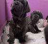 Photo №2 to announcement № 46198 for the sale of neapolitan mastiff - buy in Netherlands private announcement