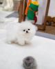 Photo №2 to announcement № 71162 for the sale of pomeranian - buy in United Kingdom breeder