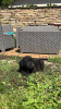 Additional photos: Labrador retrievers