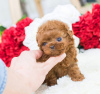 Photo №1. poodle (toy) - for sale in the city of Leipzig | 581$ | Announcement № 122771