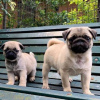 Photo №2 to announcement № 24389 for the sale of pug - buy in Germany 