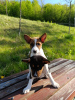 Additional photos: Basenji puppies for sale