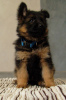 Photo №2 to announcement № 9145 for the sale of german shepherd - buy in Ukraine from nursery