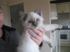 Photo №2 to announcement № 10927 for the sale of ragdoll - buy in Russian Federation private announcement