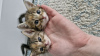 Photo №3. kittens as a gift. Belarus