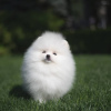 Additional photos: Pomeranian Spitz