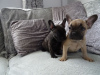 Photo №2 to announcement № 110811 for the sale of french bulldog - buy in Germany breeder