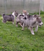 Photo №3. West Siberian Laika puppies for sale. Belarus