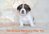 Photo №1. jack russell terrier - for sale in the city of Лесной | negotiated | Announcement № 8118