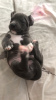 Photo №2 to announcement № 8121 for the sale of american pit bull terrier - buy in Belarus breeder