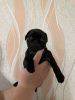 Photo №1. pug - for sale in the city of Москва | 195$ | Announcement № 113071