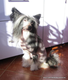 Additional photos: It is proposed to knit a male Chinese Crested dog.